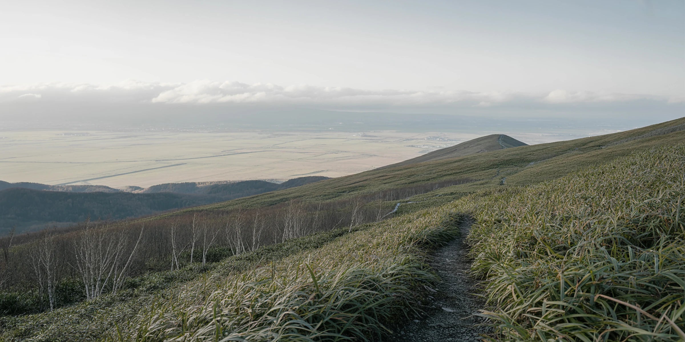 北海道の山の斜面。笹とダケカンバの間を踏み跡が続き、眼下に平野が広がる